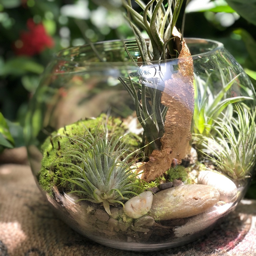 Mini garden in vitro